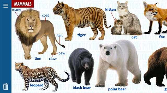 Cách đọc tên con vật trong tiếng Anh