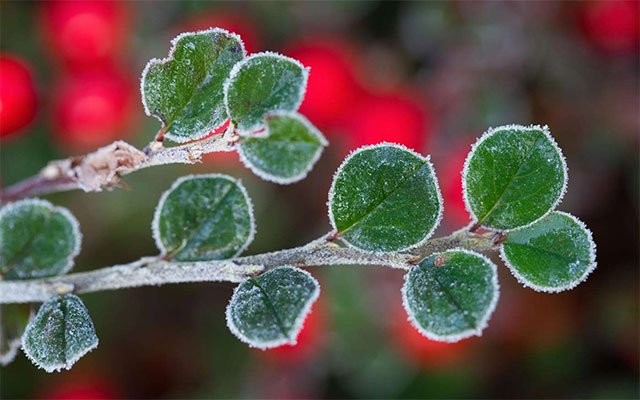 Hình nền chất lượng cao