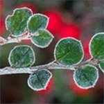 Frosty Art: Bộ Hình Nền Mùa Đông Băng Giá Tuyệt Đẹp