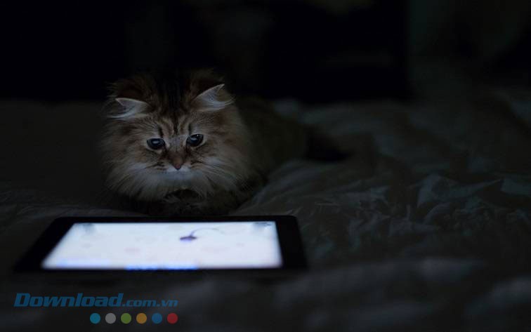 Game vui thú vị cho mèo Game for Cats