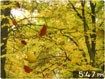 Golden Leaves 3D Screensaver for Mac - Download Now