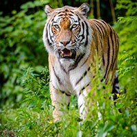 Hình nền con hổ cho điện thoại, ảnh nền hổ di động đẹp