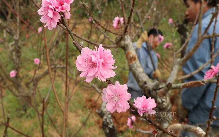 Bộ hình nền hoa Đào ngày Tết 2023