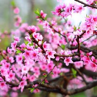 Hình nền hoa Đào Tết Quý Mão 2023 - Đón Xuân tươi mới