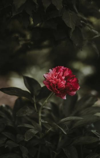 hoa mau don 3*253375