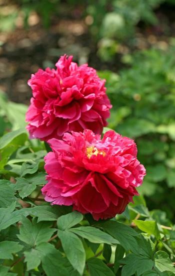 hinh nen hoa mau don cho dien thoai 10*253383