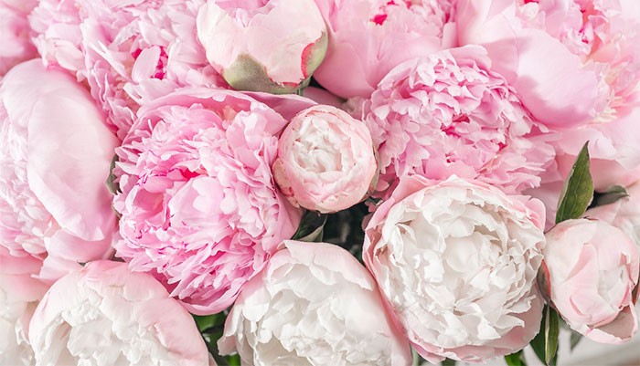 Hình nền hoa mẫu đơn đẹp cho máy tính