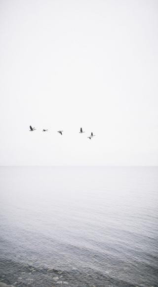 Hinh Nen Trang 18*234036