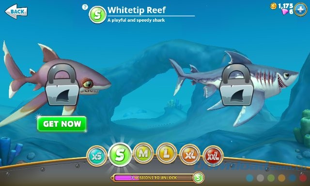 Thu thập cá mập các loại