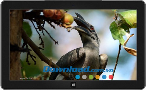 Indian Wildlife theme