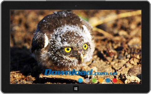 Indian Wildlife theme