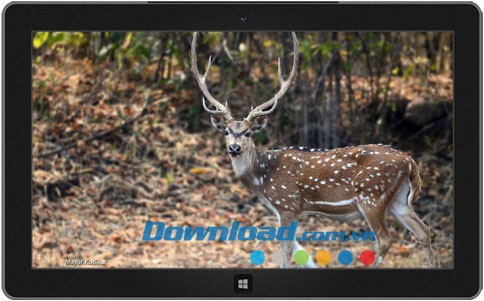 Indian Wildlife theme