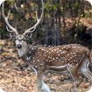 Indian Wildlife: Explore the Diverse Fauna of India