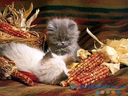 Kittens Free Screensaver