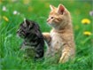 Kittens Free Screensaver 1.0 - Hình nền mèo con dễ thương