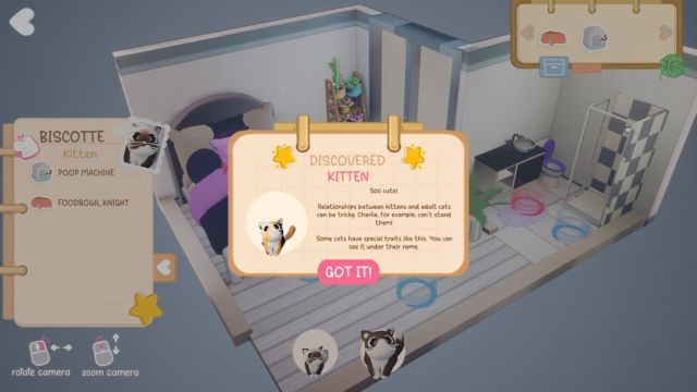 Khám phá thế giới mèo cưng với cá tính và sở thích khác nhau