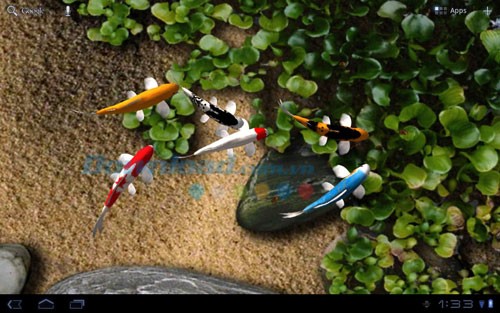 Hình nền cá Koi miễn phí