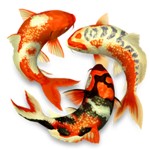 Koi Pond 3D for Mac - Stunning 3D Koi Fish Wallpaper