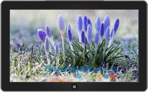 Life in Lavender theme