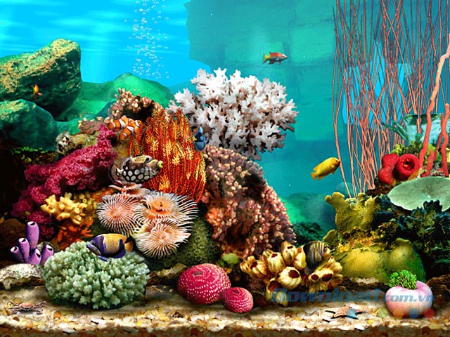 Biến màn hình chờ thành bể cá sinh động