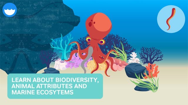 Tìm hiểu về môi trường sống, tập tính của các loài động vật biển