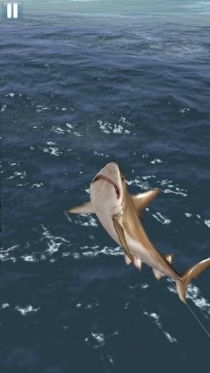 Câu những con cá lớn