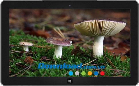 Mushrooms theme