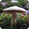 Mushrooms Theme - Chủ đề Nấm
