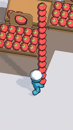 Hái cà chua từ vườn và chất lên kệ