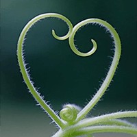 Natural Hearts Premium - Valentine's Day Heart Wallpapers