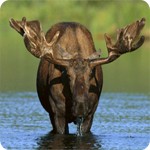 Need4 Free FLV Player 3.0 - Trình phát video FLV miễn phí