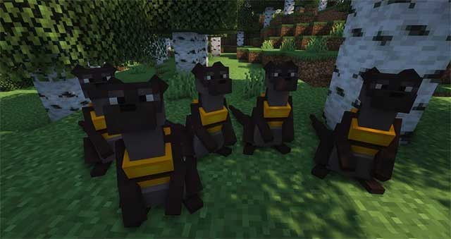 Rái cá đã được thuần hóa có thể mặc áo phao và theo bạn đi khám phá