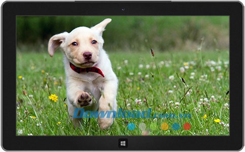 Playful Puppies theme