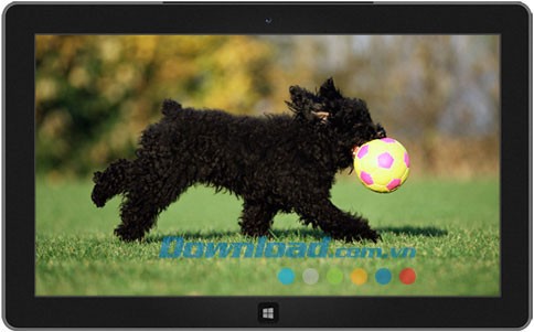 Playful Puppies theme