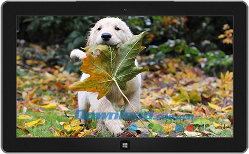 Playful Puppies theme