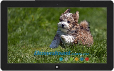 Playful Puppies theme