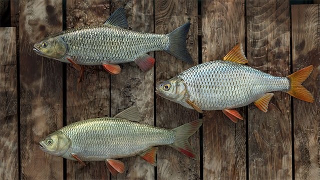 Professional Fishing cung cấp nhiều loại cá