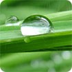 Raindrops and Dew Theme - Chủ đề Giọt mưa và sương