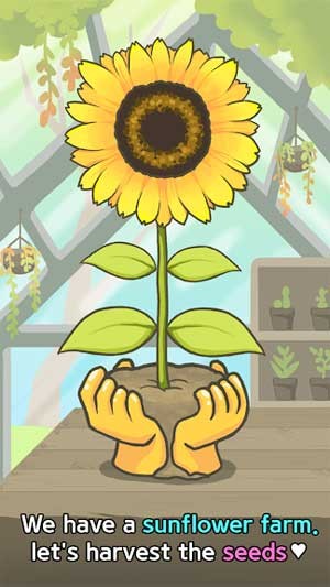 Gieo trồng và thu hoạch hoa hướng dương để có nguồn hạt dồi dào