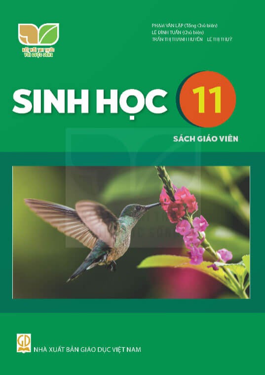 Sách giáo viên Sinh học 11 Kết nối tri thức với cuộc sống