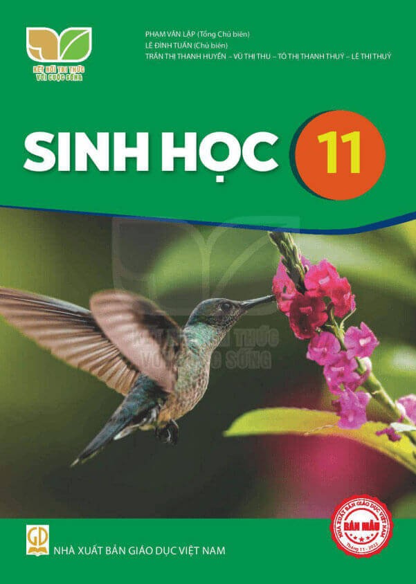 Sách giáo khoa Sinh Học 11 Kết nối tri thức với cuộc sống
