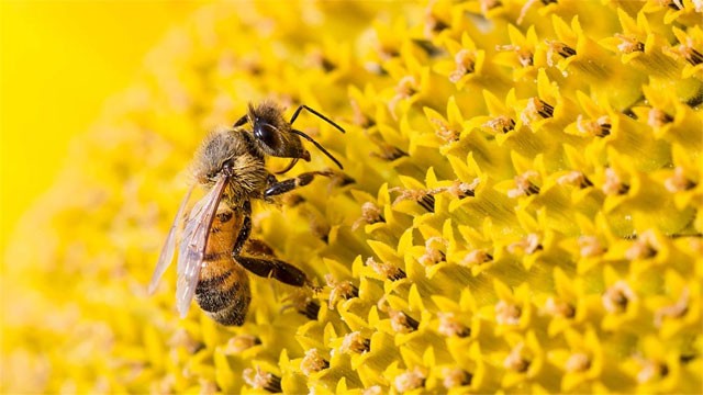 Sunflowers Premium bao gồm 17 hình nền chất lượng 4K