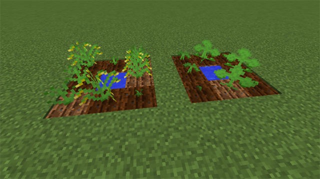 Trồng lúa và dưa chuột