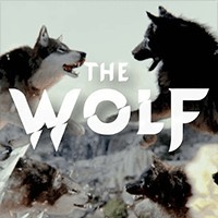 The Wolf - Game Nhập Vai Sói Hoang Sinh Tồn