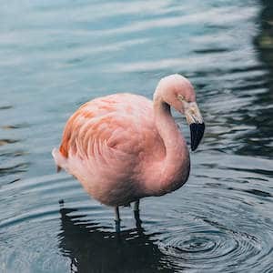 Ảnh trước khi áp dụng bộ lọc của Responsive Site Designer