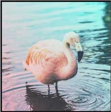 Ảnh sau khi áp dụng bộ lọc của Responsive Site Designer