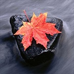 Wallpaper HD Slider - Download Hình Nền 4K Miễn Phí