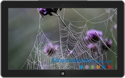Webs & Waterdrops theme