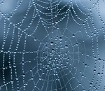 Webs & Waterdrops Theme - Chủ đề Mạng nhện & Giọt nước