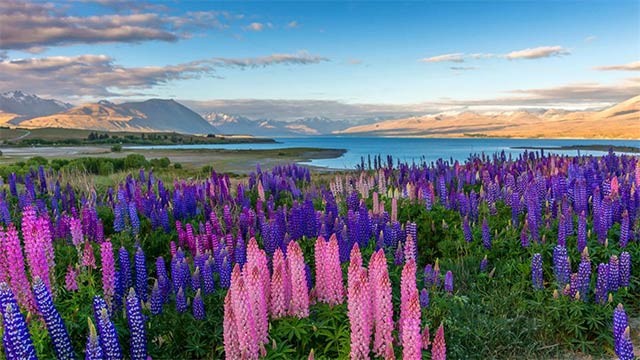 Wildflowers Premium cung cấp 18 hình nền hoa đẹp cho máy tính